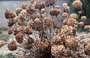 uschnute-hortenzie-strih-predjarny