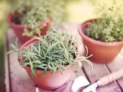 bylinky-v-aprili-zber-vysev