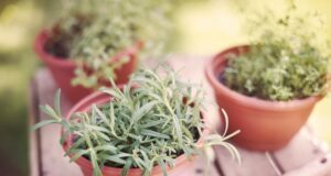 bylinky-v-aprili-zber-vysev