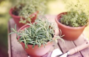 bylinky-v-aprili-zber-vysev