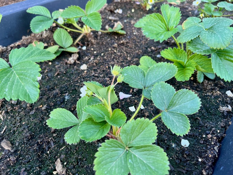 jahody-vyvyseny-zahon