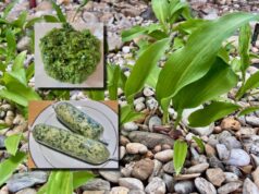 listy-medvedi-cesnak