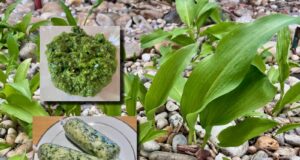 listy-medvedi-cesnak