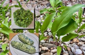 listy-medvedi-cesnak