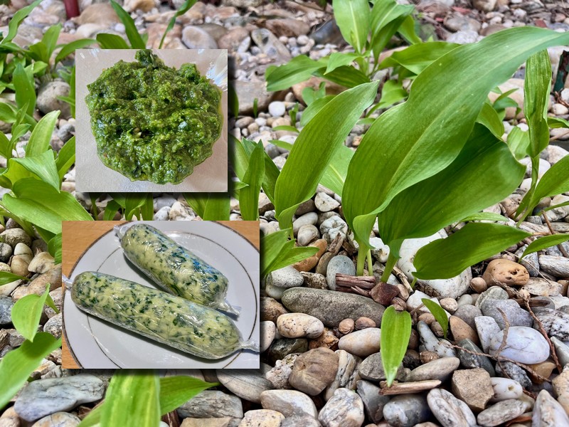 listy-medvedi-cesnak