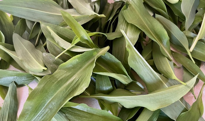 listy-medvedieho-cesnaku