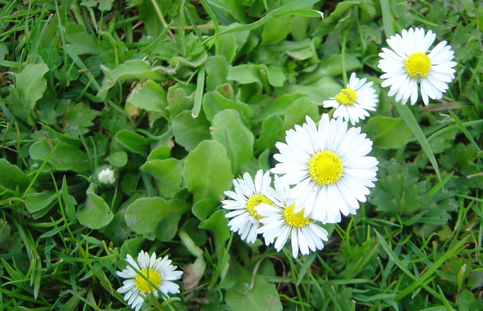 sedmokraska-aprilove-bylinky