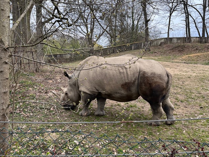 zoo-zlin-lesna-nosorozec