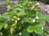 jahody-plody-dobra-uroda