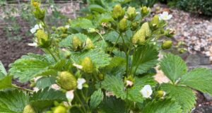 jahody-plody-dobra-uroda