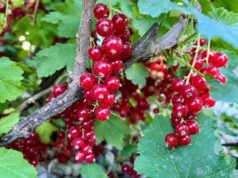 Ako spracovať ríbezle. Tipy a recepty na džem, sirup, šťavu, či likér ako-spracovat-ribezle