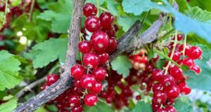 Ako spracovať ríbezle. Tipy a recepty na džem, sirup, šťavu, či likér ako-spracovat-ribezle