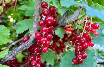 Ako spracovať ríbezle. Tipy a recepty na džem, sirup, šťavu, či likér ako-spracovat-ribezle