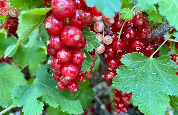 ribezle-na-kriku