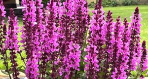 salvia-hajna