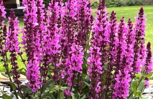 salvia-hajna