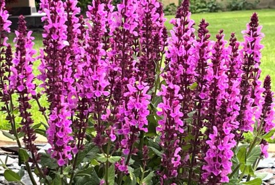 salvia-hajna