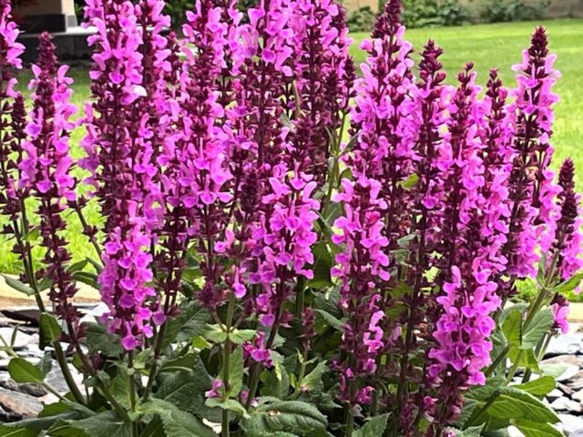 salvia-hajna salvia-hajna