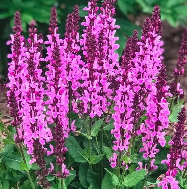 salvia-hajna-ruzove-kvety