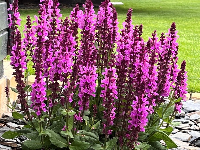 salvia-hajna-vyuzitie
