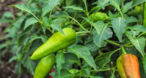 paprika-kvitne-ale-nerodi